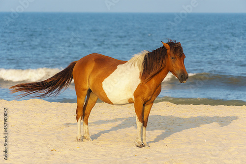 Wild horse on the beach  staring ahead with the wind blowing it s tail.