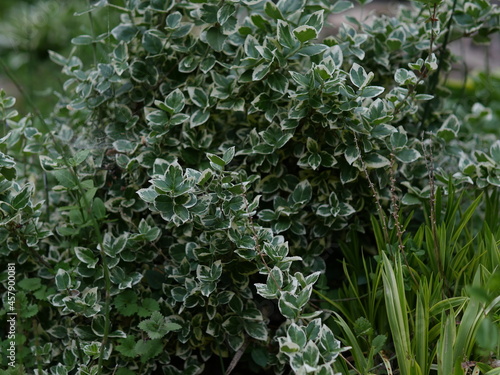 close up of a plant