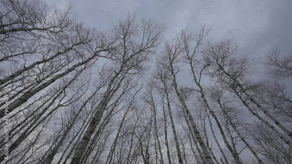 View looking up into a forest of aspen trees with no leaves that a swaying in the wind.
View looking up into a forest of aspen trees with no leaves that a swaying in the wind.