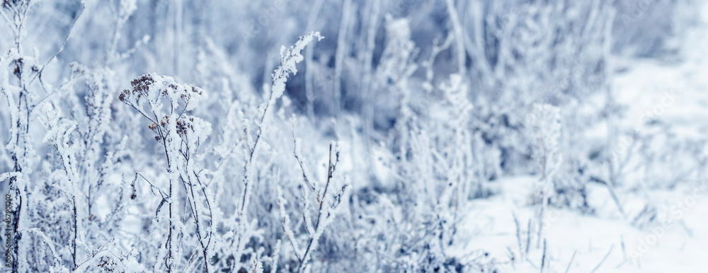 Dry plants covered with snow and frost in winter in the meadow. Winter Christmas background