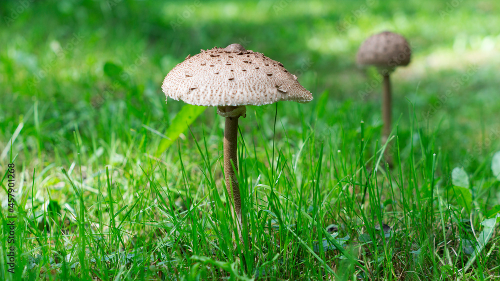 Parasol Mushroom surrounded by green grass Parasol Mushroom surrounded by green grass