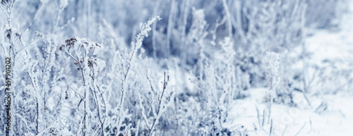 Dry plants covered with snow and frost in winter in the meadow. Winter Christmas background