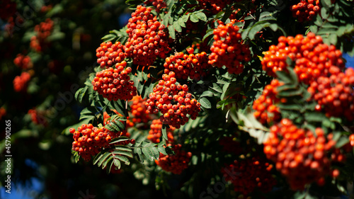 Rowan tree full of berries