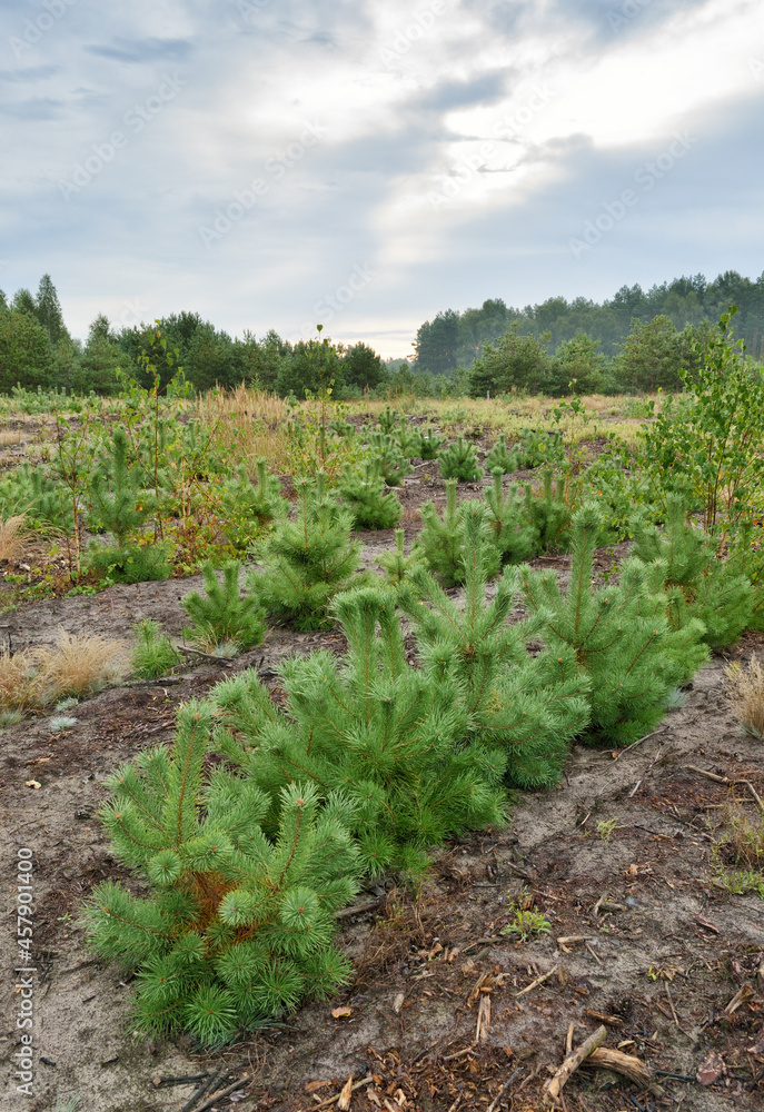 Planting of young pines.