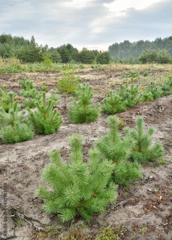 Planting of young pines.