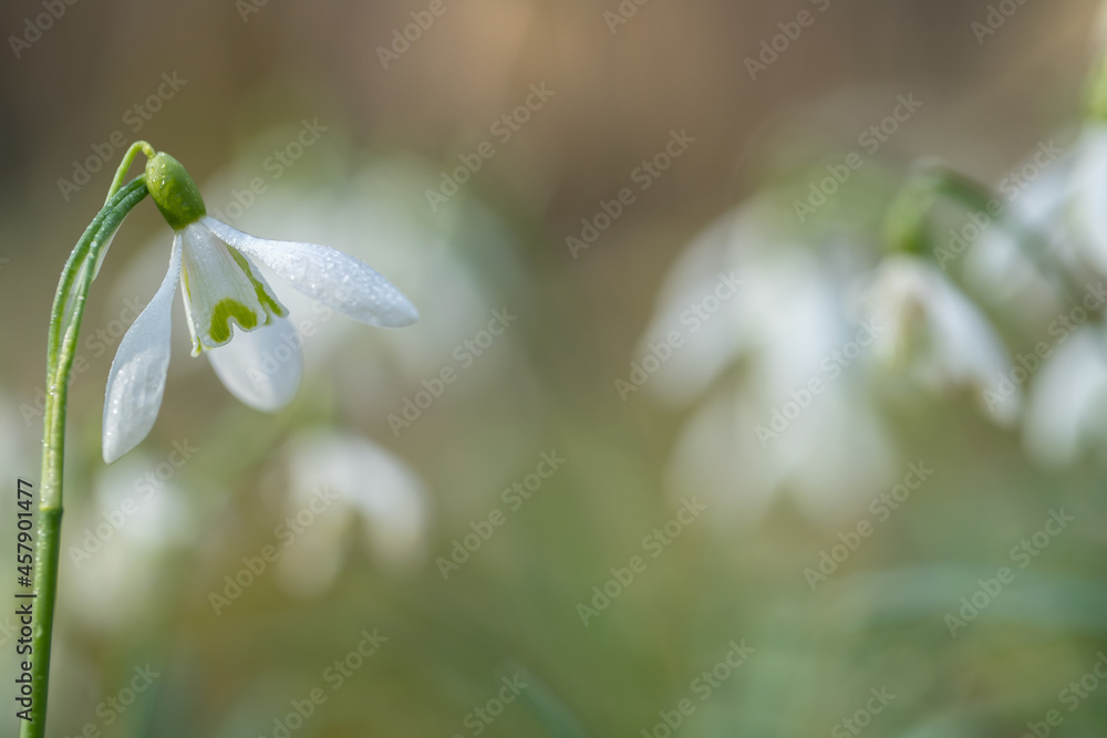 Common snowdrops (Galanthus nivalis). Light romantic and blurred background. Copy space. Common snowdrops (Galanthus nivalis). Light romantic and blurred background. Copy space.
