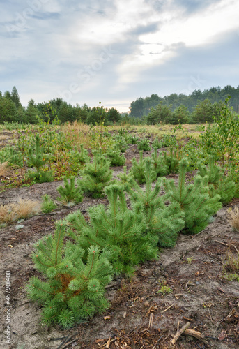 Obraz na płótnie Planting of young pines. w salonie
