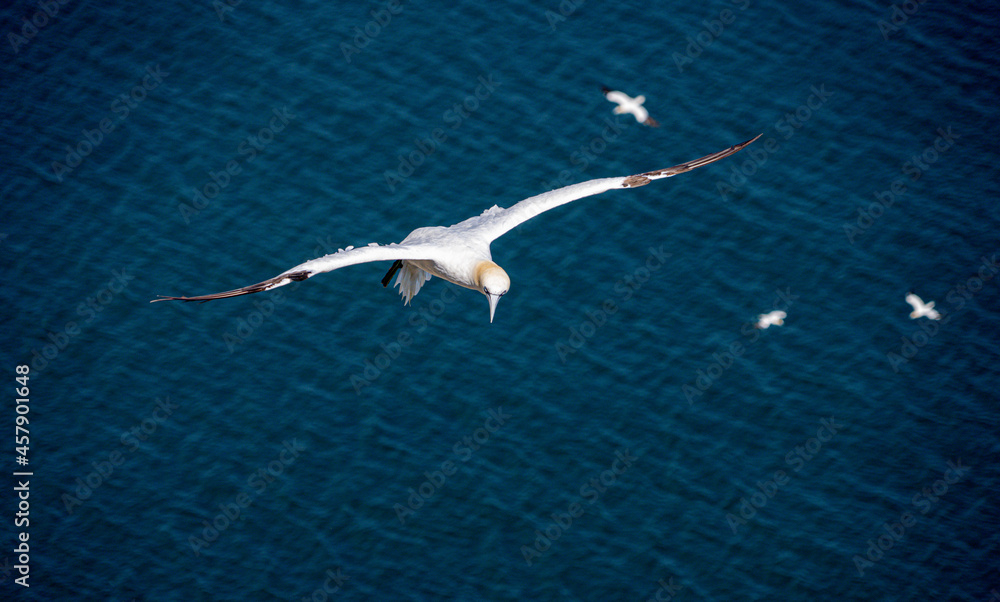 Single Gannet Flying, Large wingspan White Sea-Bird,  Gliding, slope soaring with ridge lift and thermals. Flight transport no power