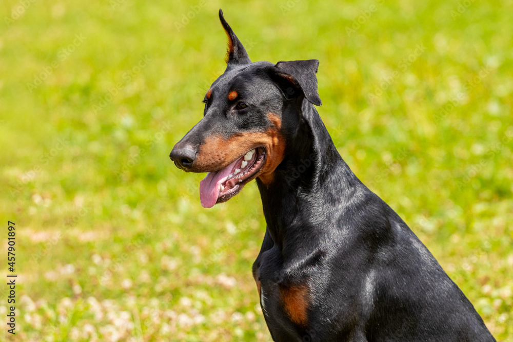 Doberman dog close up in summer on a background of green grass