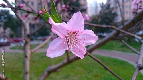 Beautiful pink peach blossom in suburban China