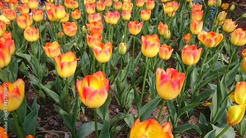 Rows of yellow-red hybrid tulips in Chinese botanical garden