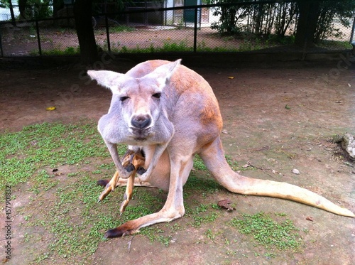 Kangaroo with baby in pouch staring into camera