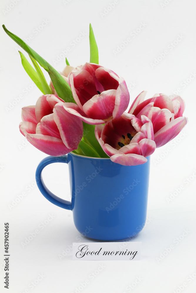 Good morning card with beautiful Dutch tulips in blue mug on white background