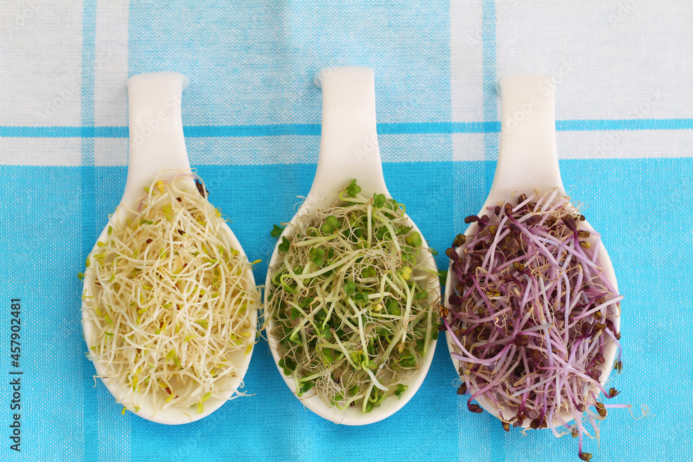 Selection of leek sprouts on white porcelain spoons on blue and white checkered cloth