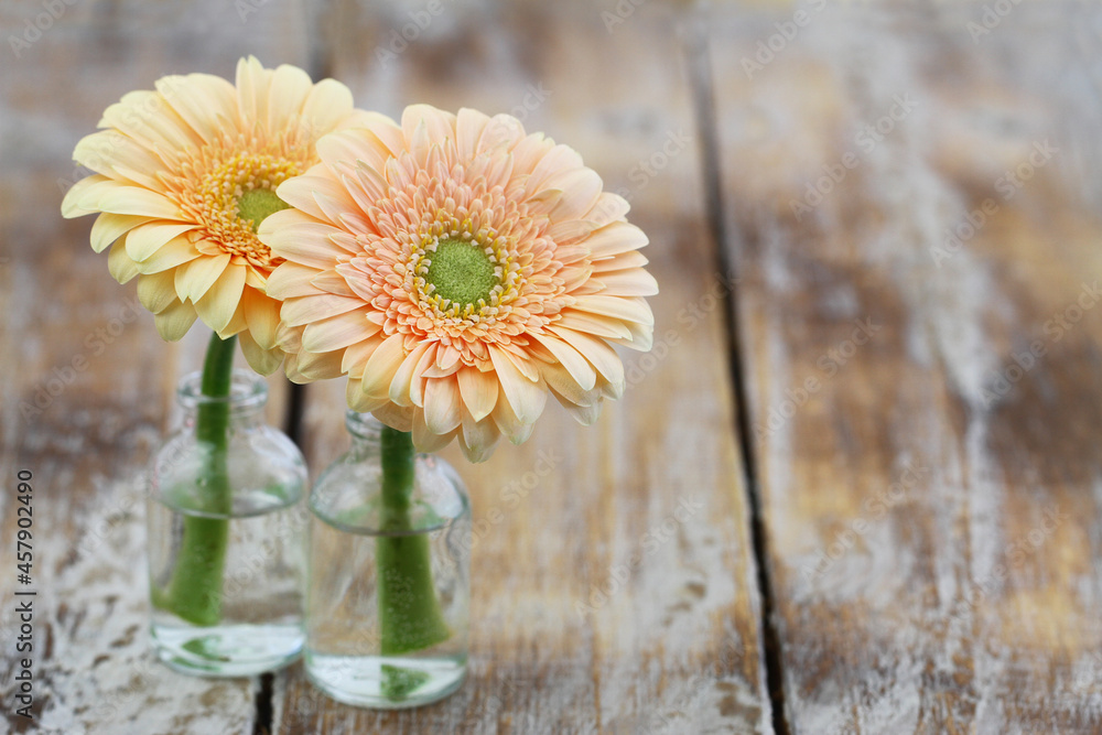 Two cream colour gerbera daisies in miniature glass bottles on rustic wooden surface with copy space