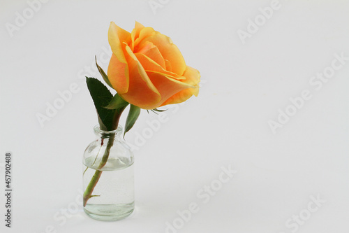 Obraz na płótnie Orange colour rose in miniature glass bottle on white surface with copy space
w salonie