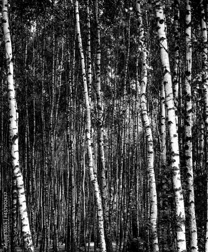 Obraz premium trees in the forest