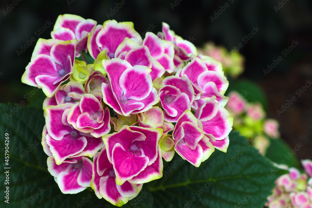 Beautiful flowering hydrangea flower in the park.