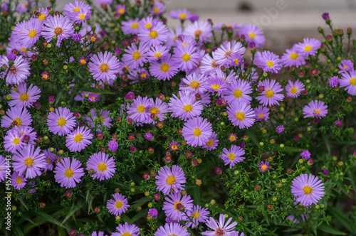 Symphyotrichum novi-belgii beautiful flowering plant, light violet colors New York aster in bloom, green leaves