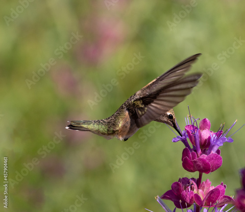hummingbirds and flowers, birds © Northern Desert 