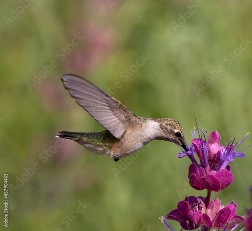 hummingbirds and flowers, birds