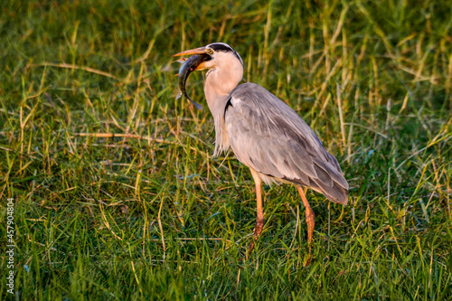 A Sri Lankan grey heron in Yala national park photo