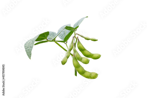 Soybean or soya bean or glycine max plan branch isolated on white.