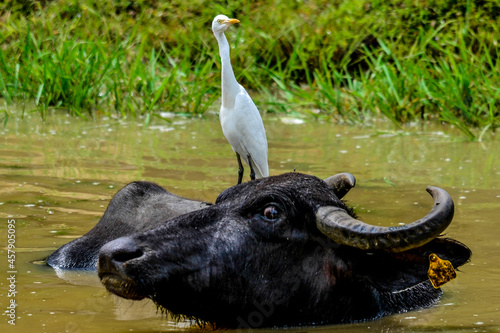 Wild Water Buffalo in Yala West National Park, Sri Lanka