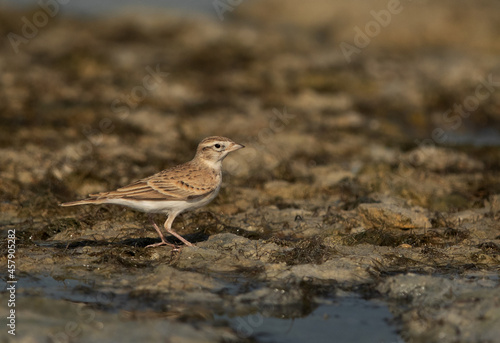 Greater short-toed lark at Busiateen coast, Bahrain