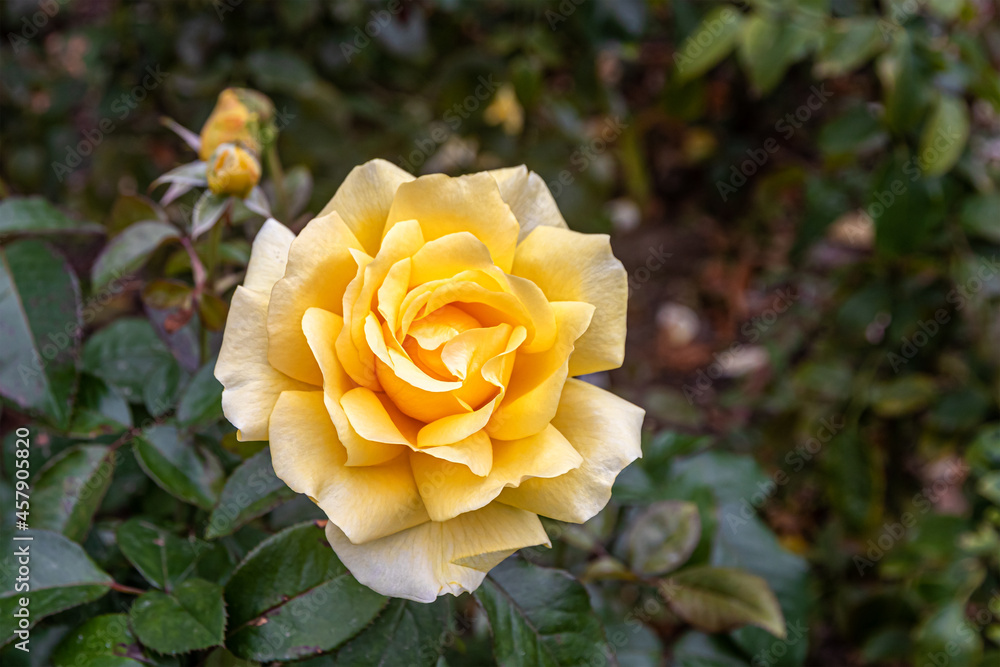 Cream-colored tea rose on the background of the foliage of a rose bush Cream-colored tea rose on the background of the foliage of a rose bush