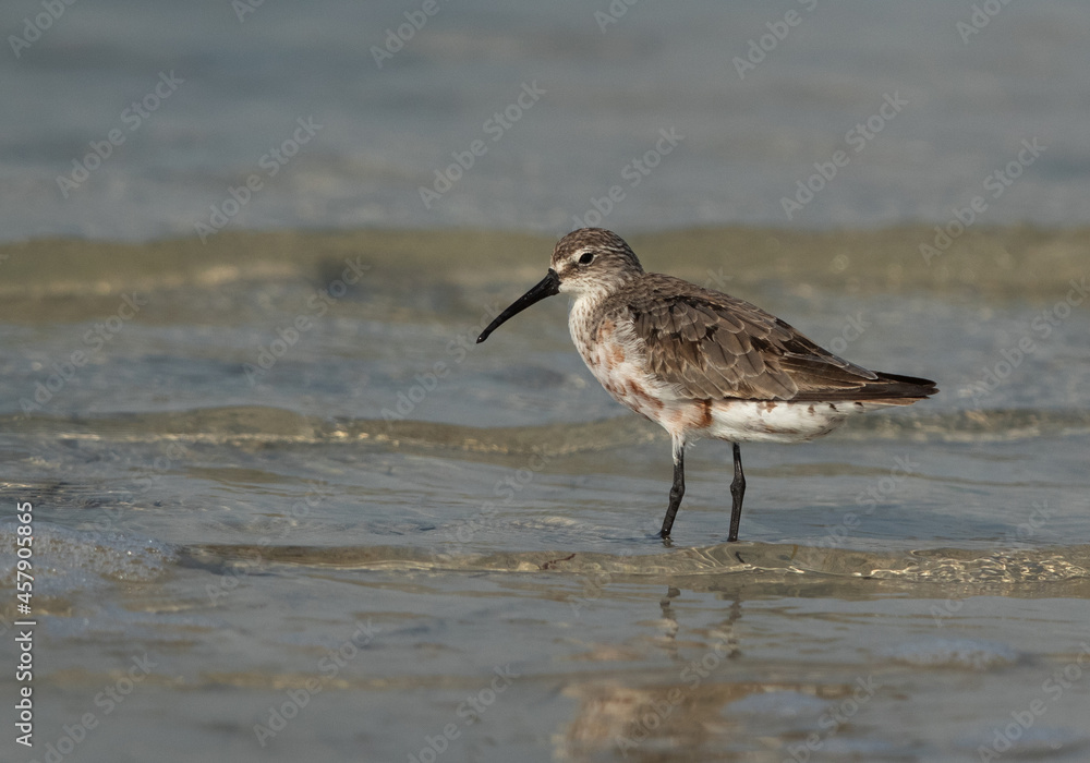 Curlew Sandpiper at Busaiteen coast of Bahrain Curlew Sandpiper at Busaiteen coast of Bahrain