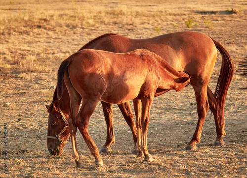 Brown foal suckling from its mother  brown mare in green meadows of Segovia  Castilla y Leon  Spain