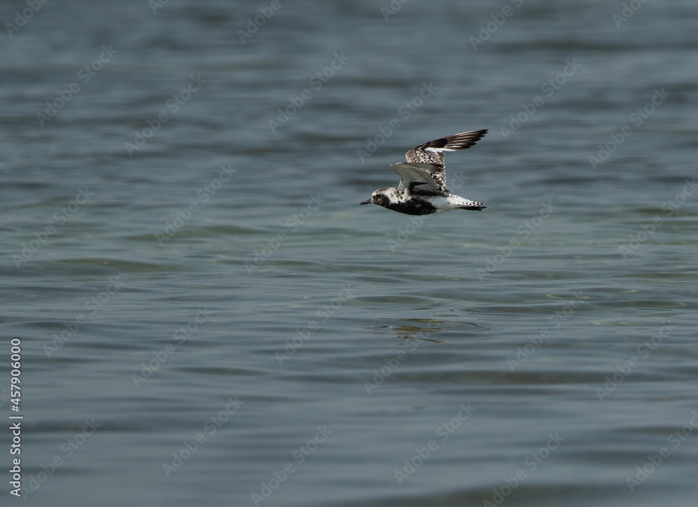 Grey plover in flight at Busaiteen coast of Bahrain Grey plover in flight at Busaiteen coast of Bahrain