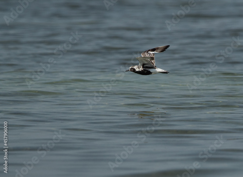 Grey plover in flight at Busaiteen coast of Bahrain
