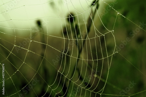 Photo of a spider's web. The cobweb was photographed in an early summer morning. Transparent drops of water are visible on it. There is green grass in the background