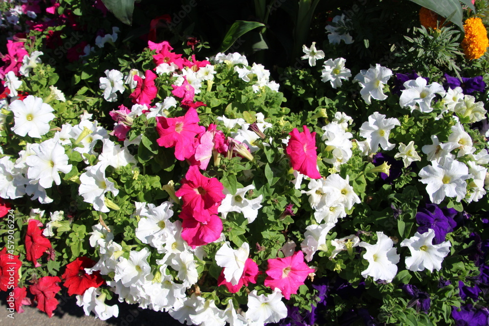 Petunias Of Summer, WillIam Hawrelak Park, Edmonton, Alberta Petunias Of Summer, WillIam Hawrelak Park, Edmonton, Alberta