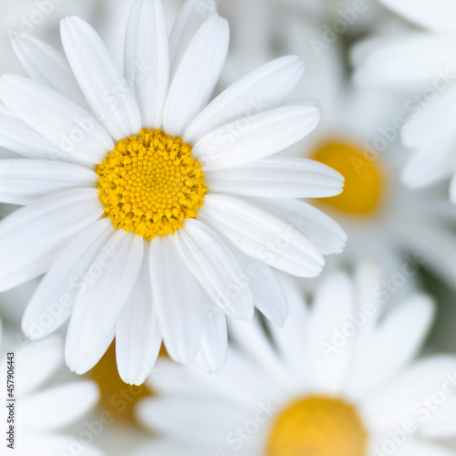 Delightful Daisies. Daisies that brighten our gardens and our days. Simplicity in nature, grounding and peaceful.