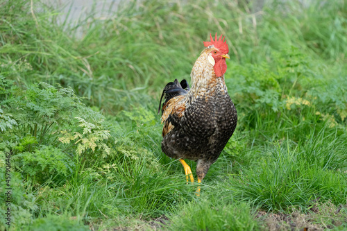 Beautifull cock male chicken in different colours standing in grass on a farm