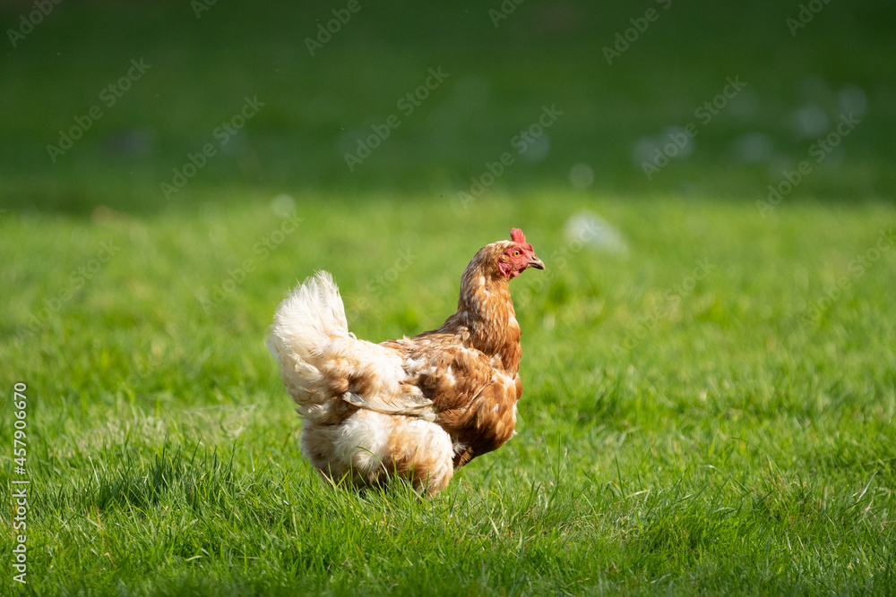 Fototapeta premium Old chicken hen on a farm enjoying her days in the sun