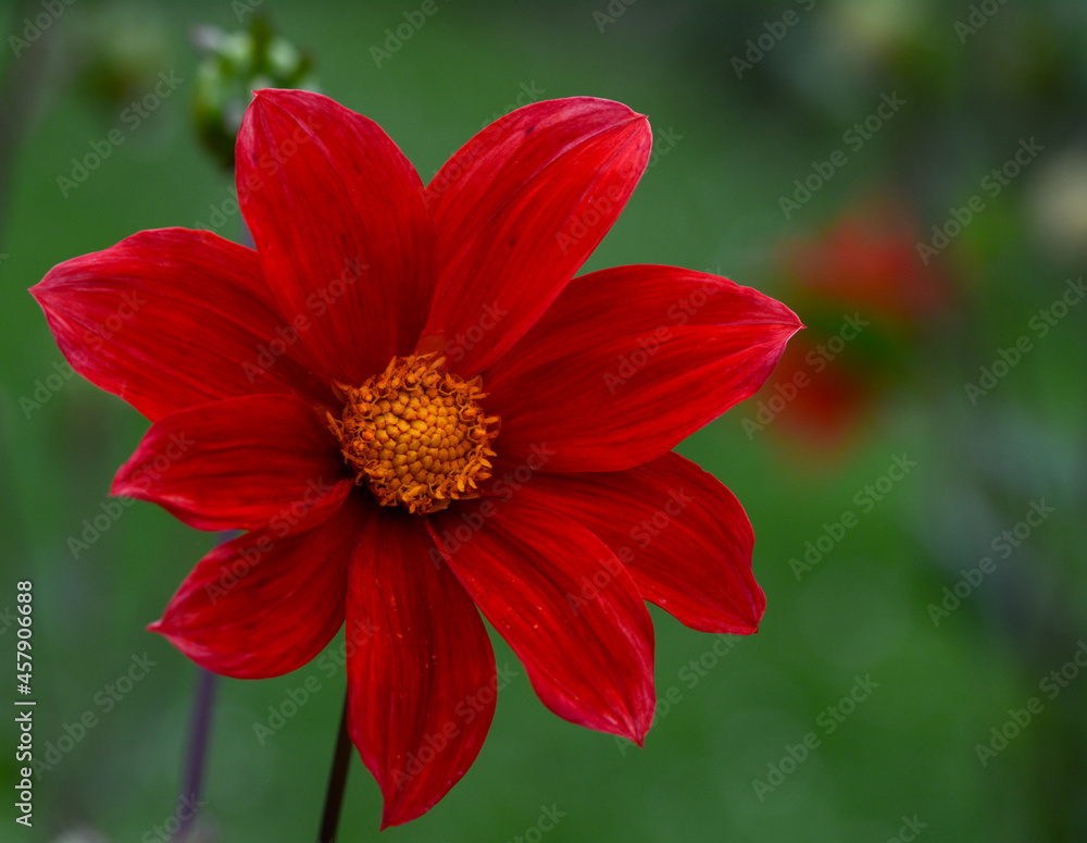 Dahlia Dahlia