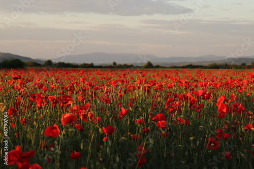 field of poppies