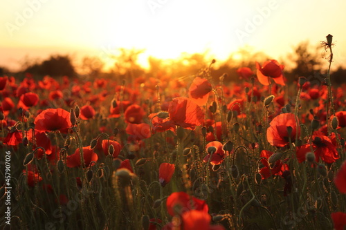 poppy field at sunset