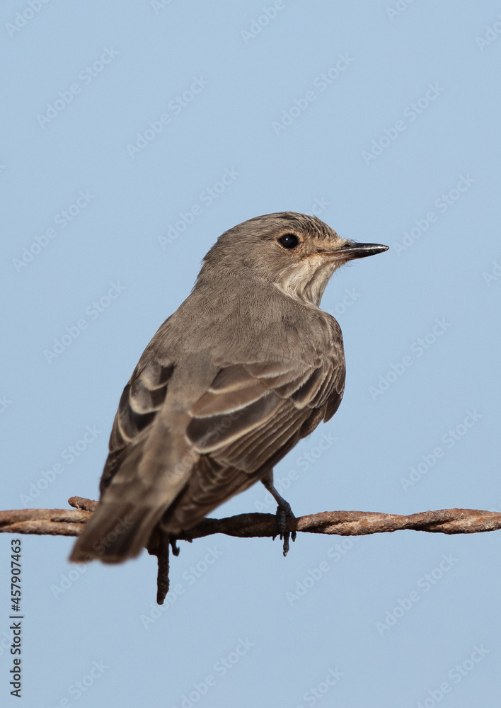 Spotted Flycatcher perched on wire, Bahrain