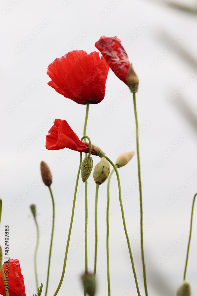 Obraz premium red poppy flower
