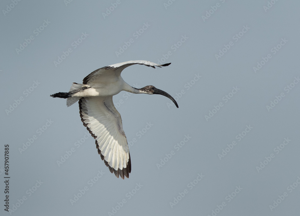 African Sacred Ibis in flight at Asker marsh, Bahrain African Sacred Ibis in flight at Asker marsh, Bahrain
