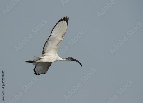 African Sacred Ibis flying at Asker marsh  Bahrain