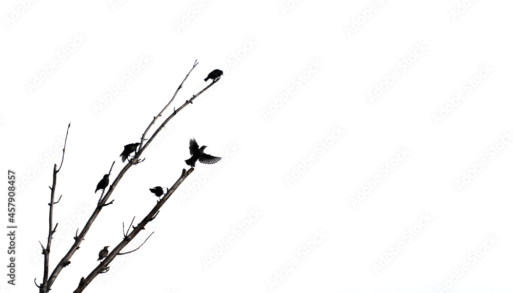 Starlings over the dead tree branch against white background
