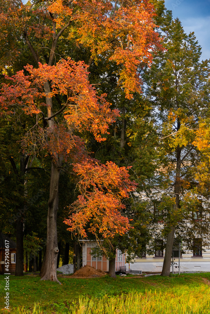 Naklejka premium Trees with orange, yellow and red autumn leaves in a city park in early autumn.