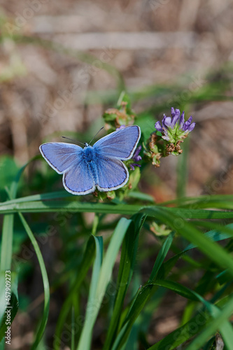 blue gossamer-winged butterfly on a violet flower on a sunny summer day