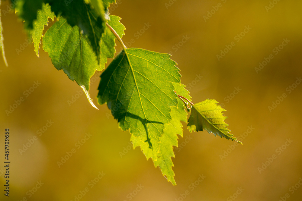 green birch leaves on the background of green nature green birch leaves on the background of green nature